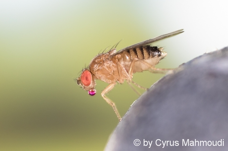 Drosophila melanogaster, Fruchtfliege