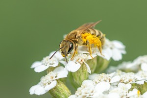 Dichtpunktierte Goldfurchenbiene, Halictus subauratus