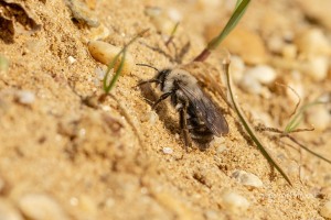 Große Weiden-Sandbiene, Andrena vaga