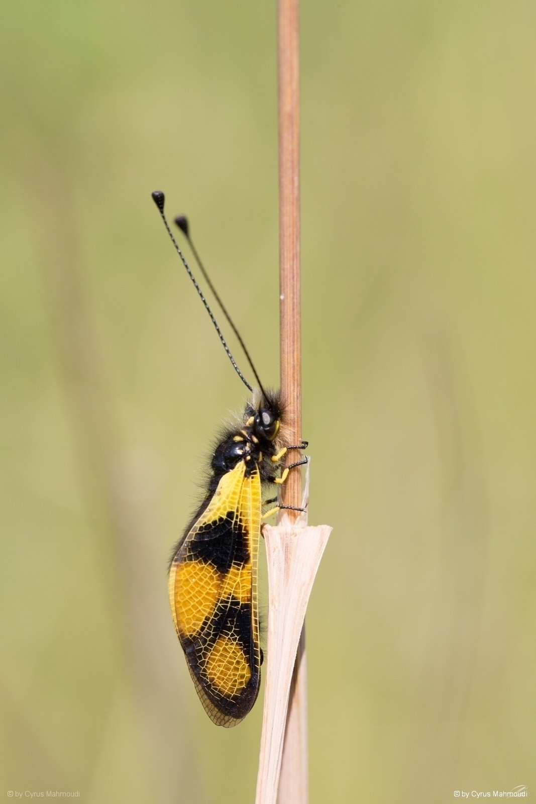 Nr.612 - Libellen Schmetterlingshaft - Libelloides macaronius, Cres
