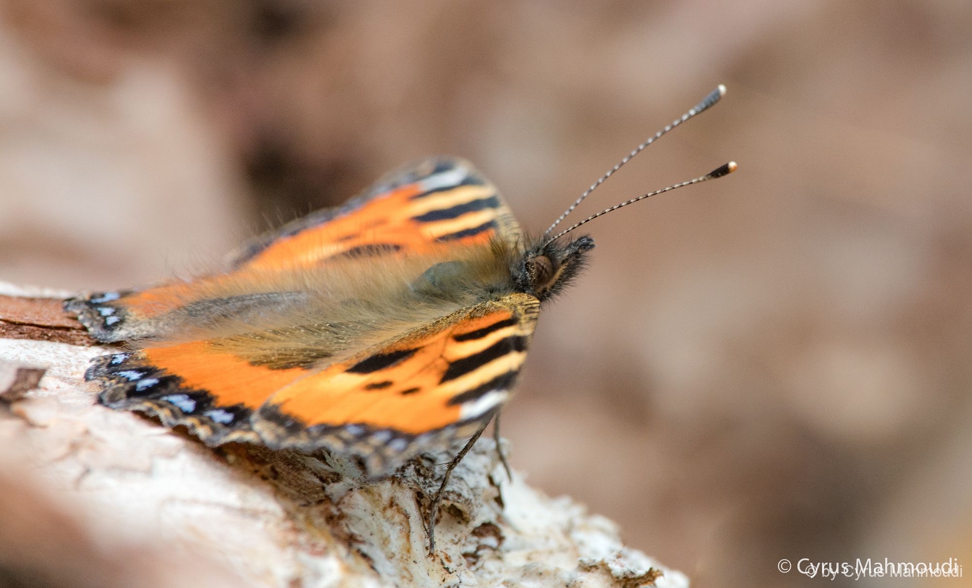 Lepidoptera-144