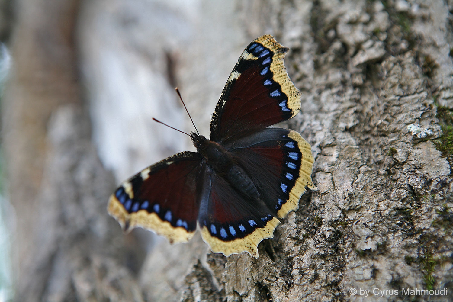 Lepidoptera-23