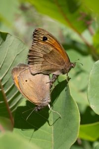 Lepidoptera-31