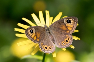 Lepidoptera-33