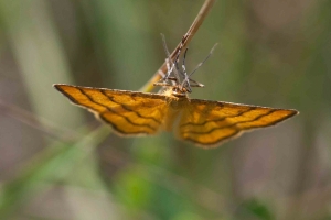Lepidoptera-71