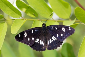 Lepidoptera-96