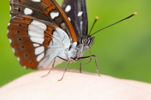 Lepidoptera-97